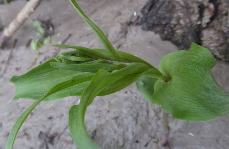 Epipactis bugacensis subsp. bugacensis